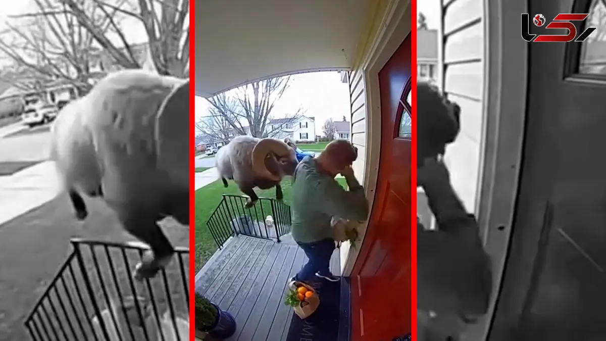 فیلم حمله سرعتی قوچ به مرد