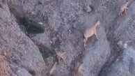 ⁨چهارقلو زایی بز وحشی در منطقه حفاظت شده سبز کوه + فیلم