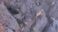 ⁨چهارقلو زایی بز وحشی در منطقه حفاظت شده سبز کوه + فیلم