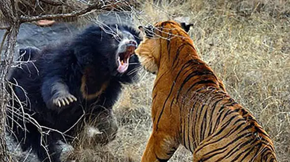 ( ویدیو) نمایش دلاورانه خرس در مقابل دو ببر بنگال