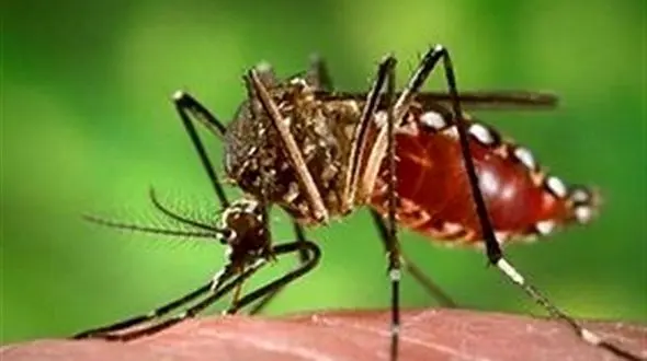 شناسایی پشه آئدس در ۲ شهر گیلان