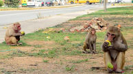 میمون‌های هندوستان شهر را بهم ریختند+ فیلم