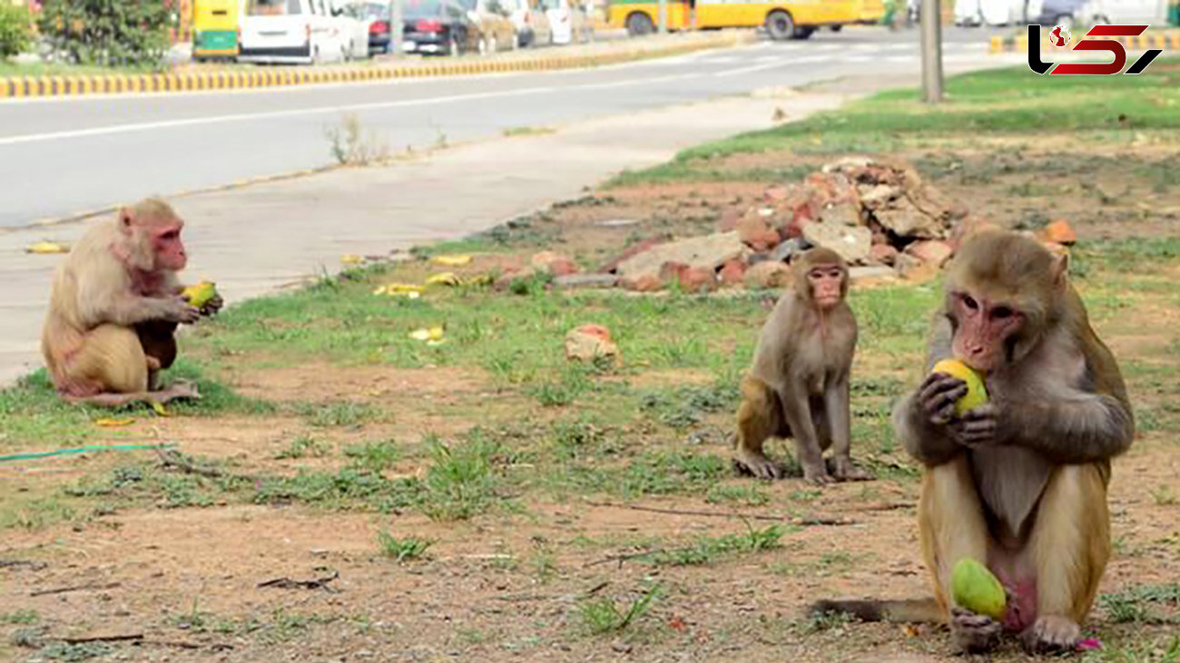 میمون‌های هندوستان شهر را بهم ریختند+ فیلم