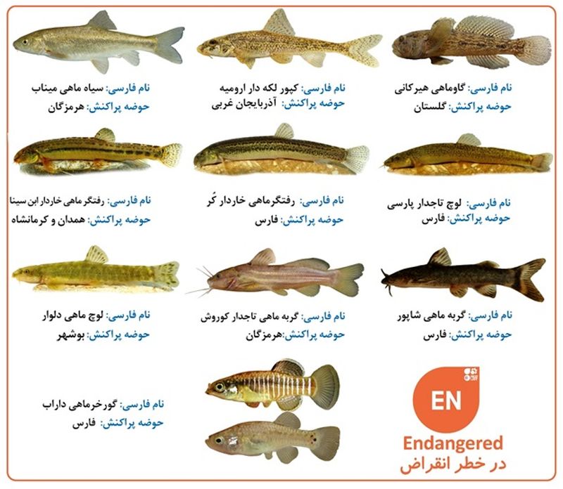 تصاویر برخی از گونه های بومزاد و در خطر انقراض ایران
