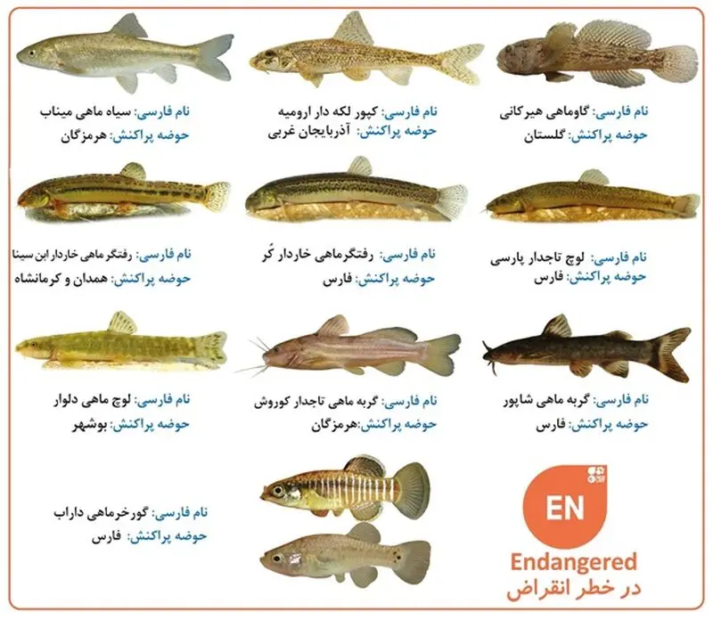 تصاویر برخی از گونه های بومزاد و در خطر انقراض ایران