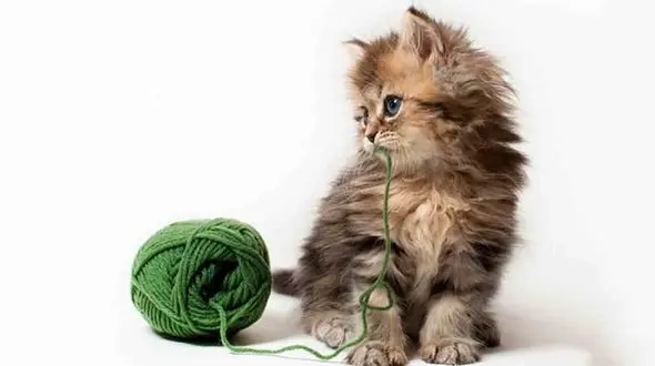 لوازم سرگرمی و اسباب بازی حیوانات خانگی