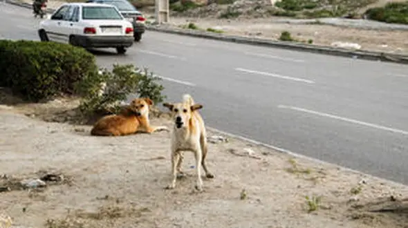 حمله سگ های ولگرد به دختر خانم معلم خوزستانی + جزییات