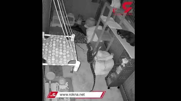 فیلم نفسگیر از درگیری گربه شجاع با مار 