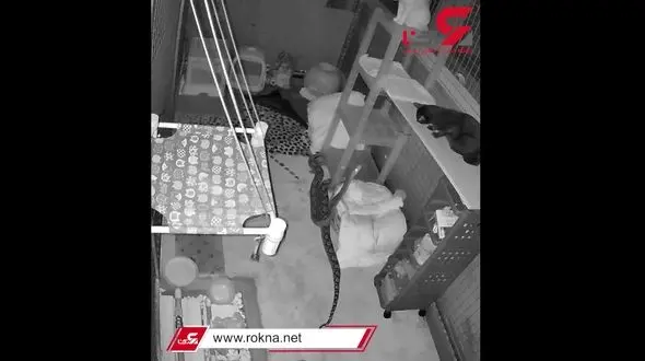 فیلم نفسگیر از درگیری گربه شجاع با مار 