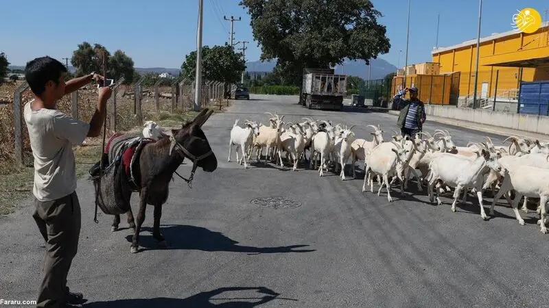 کوتارو گردشگر ژاپنی 