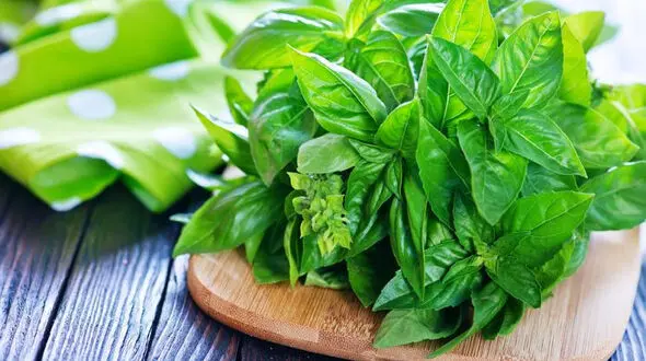 5 سبزی خوشمزه و خوش عطری که لاغرتان می کند!