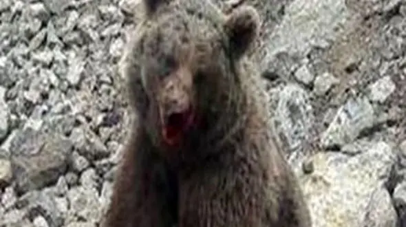 تبرئه شدن ضاربان توله خرس در سوادکوه / محیط زیست اعتراض می زند + فیلم تلخ 