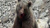 تبرئه شدن ضاربان توله خرس در سوادکوه / محیط زیست اعتراض می زند + فیلم تلخ 