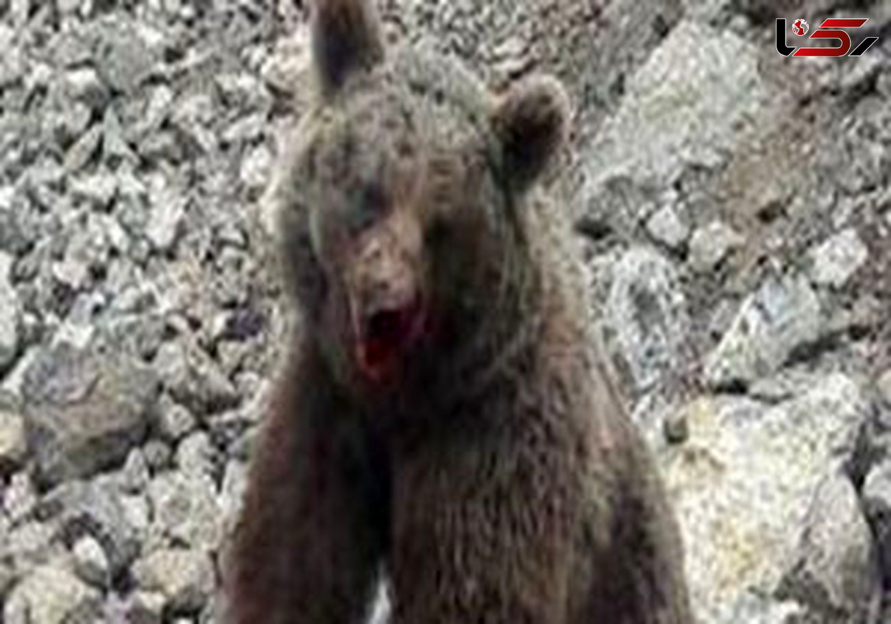 تبرئه شدن ضاربان توله خرس در سوادکوه / محیط زیست اعتراض می زند + فیلم تلخ 