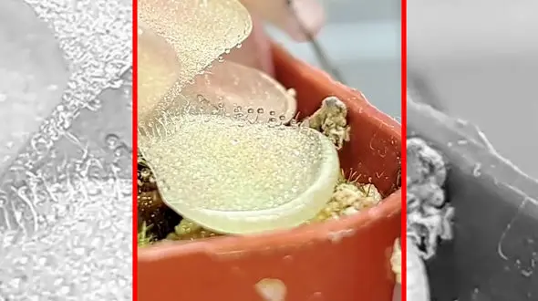 فیلم شگفت انگیز از گیاهان گوشت خوار و حشرات کشنده