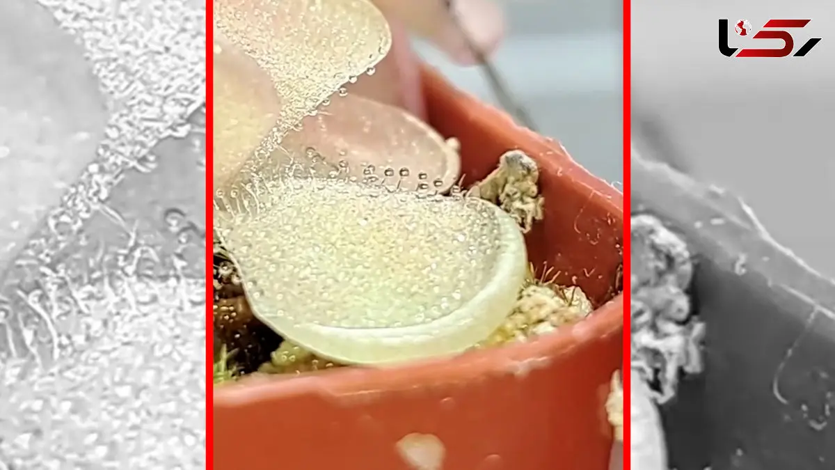 فیلم شگفت انگیز از گیاهان گوشت خوار و حشرات کشنده