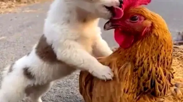 از ترفند خلاقانه دانه ریختن برای مرغ تا عصبانیت توله سگ