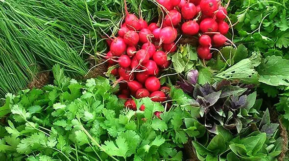 قیمت سبزیجات و صیفی جات در میادین میوه + جدول قیمت