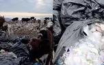 فیلم / دپوی زباله تالش؛ چراگاه گاوها در میان پسماندهای بیمارستانی ! /  تهدیدی بی واسطه برای سلامت