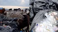 فیلم / دپوی زباله تالش؛ چراگاه گاوها در میان پسماندهای بیمارستانی ! /  تهدیدی بی واسطه برای سلامت