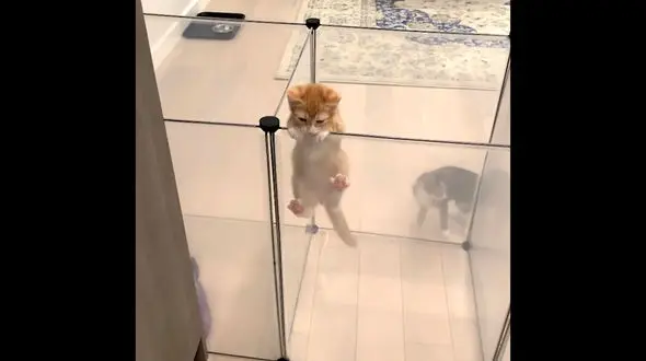 پرش این 2 بچه گربه بازیگوش را ببینید + فیلم 