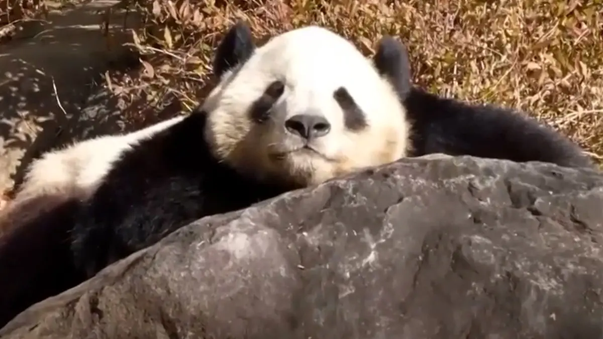 پایان حضور پانداها در ژاپن بعد از نیم قرن