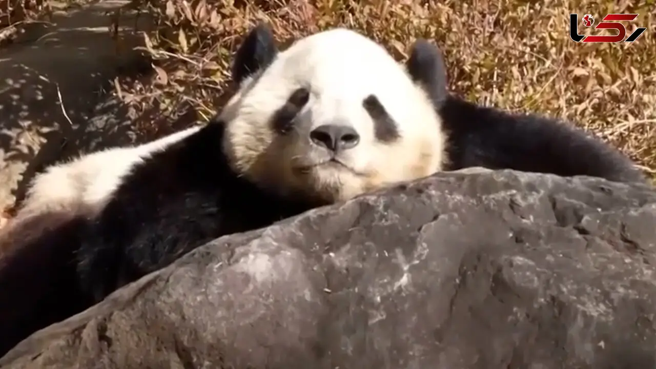 فیلم / پایان حضور پانداها در ژاپن بعد از نیم قرن