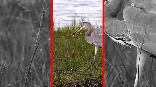 فیلم مهارت خیره‌کننده حواصیل در شکار