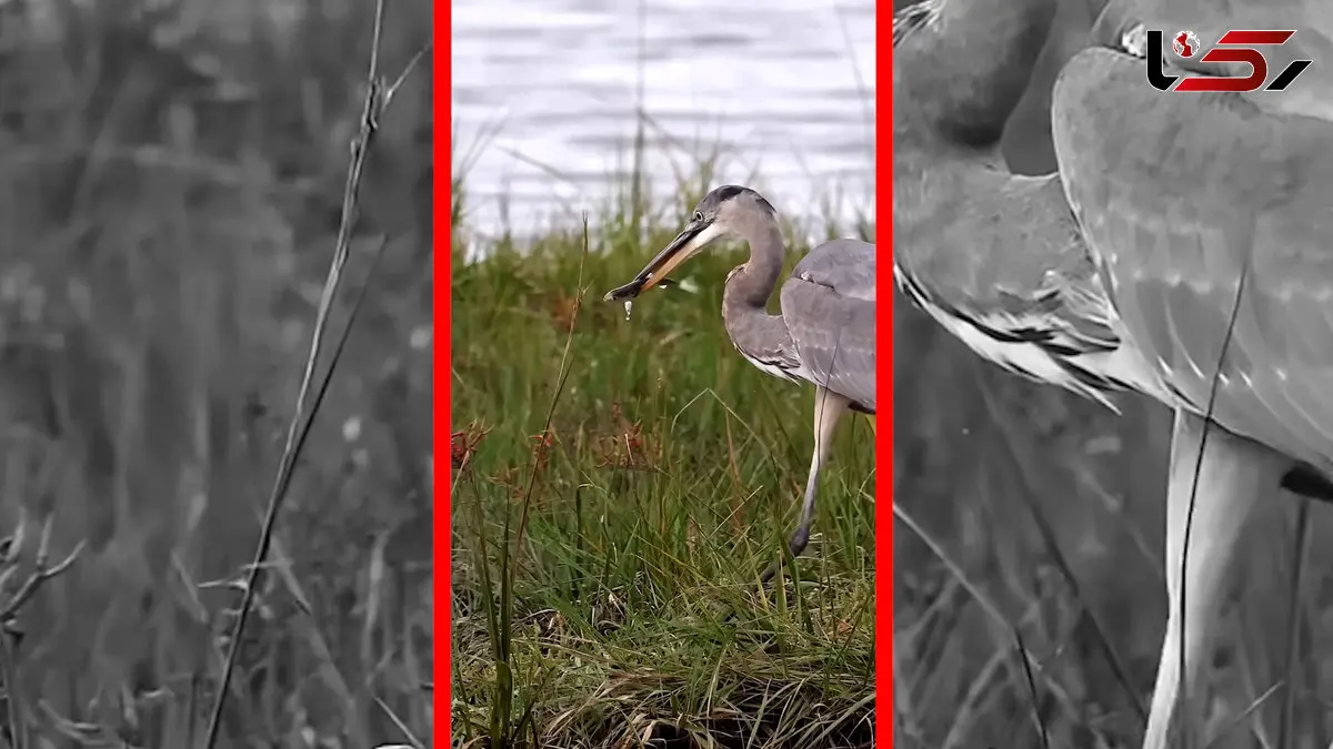 فیلم مهارت خیره‌کننده حواصیل در شکار