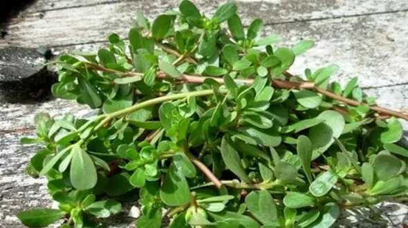 گیاه درمانی برای کودکان: کاهش اختلال رشد و بیش‌فعالی با این گیاه