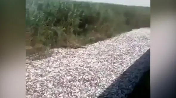 فیلم / مرگ هزاران قطعه ماهی در هویزه