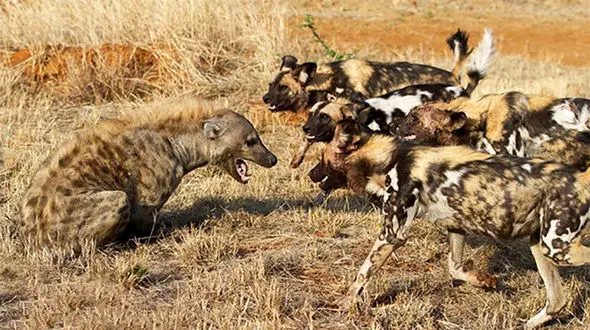 کفتار در محاصره سگ های وحشی + فیلم 