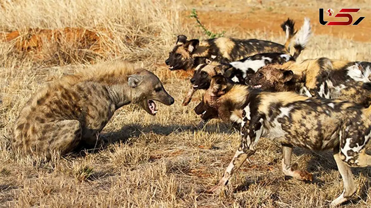 کفتار در محاصره سگ های وحشی + فیلم 
