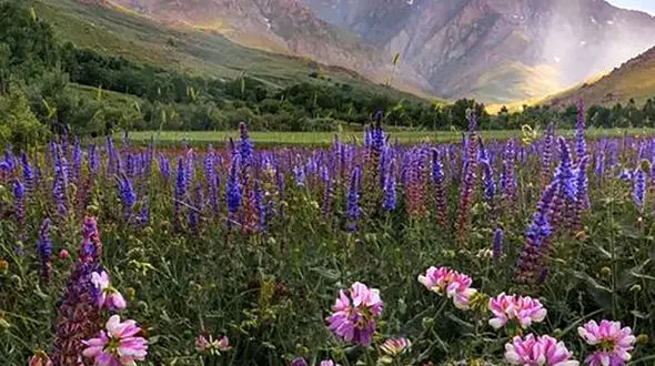 فال روزانه شخصی / 22 فروردین ماه + فیلم