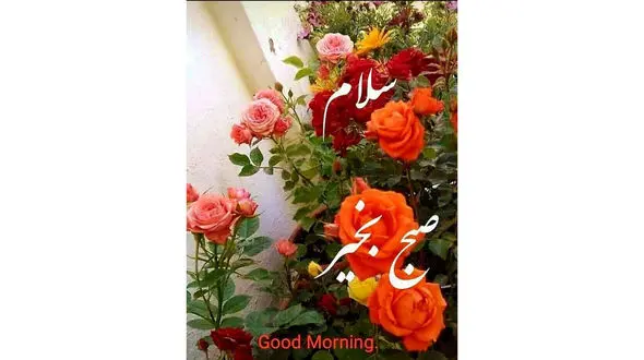 فال روزانه شخصی / 12 خرداد ماه + فیلم