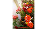 فال روزانه شخصی / 12 خرداد ماه + فیلم