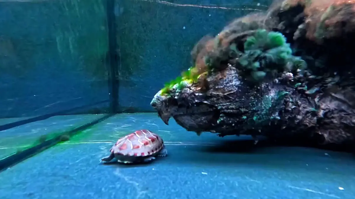 فیلم نبرد نابرابر لاک پشت ها