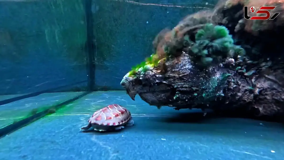 فیلم نبرد نابرابر لاک پشت ها