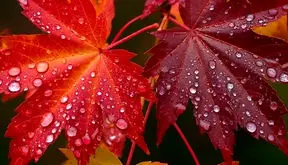 فال و طالع بینی امروز دوشنبه 11 اسفند 