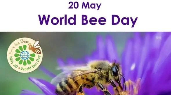 چرا 20 می به عنوان روز جهانی زنبور عسل نام‌ گذاری شده است؟