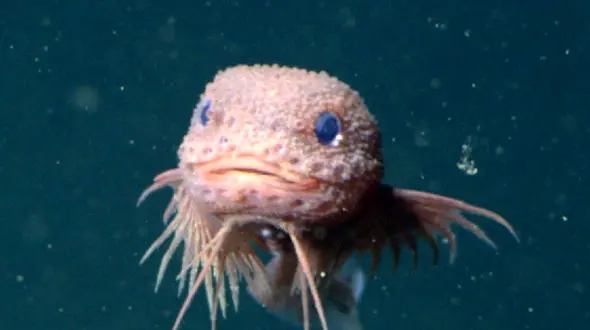 ببینید: کشف عجیب‌ ترین حلزون ماهی در اعماق اقیانوس آرام / فیلم و عکس