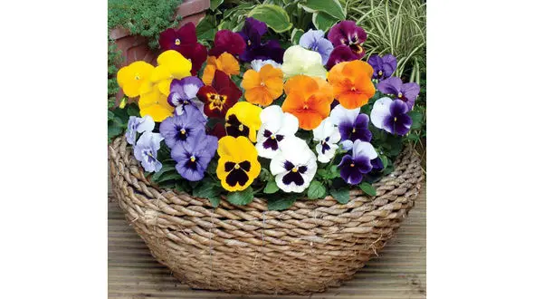 فال روزانه شخصی اولین روز عید 1402 / اول فروردین ماه + فیلم