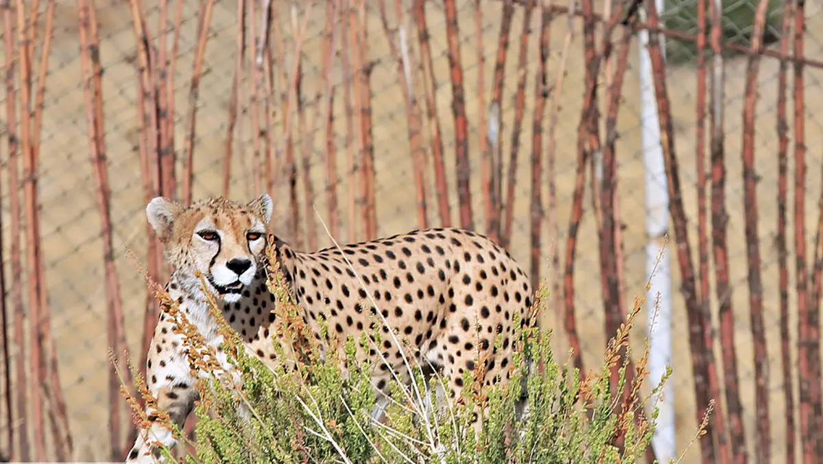فیلم کم نظیر از یک یوزپلنگ آسیایی در خراسان شمالی