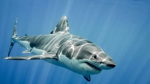 فیلم لحظه حمله کوسه به مرد آلمانی + جزییات