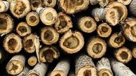 کشف 10 تن چوب قاچاق در سوادکوه