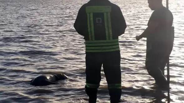  کشف جنازه مرد میانسال در ساحل بندرگز