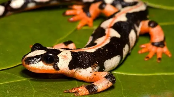 نسخه ضدفرهنگی برای یکی از در معرض انقراض ترین سمندرهای جهان/ سفره هفت سین جای امپراطور نیست