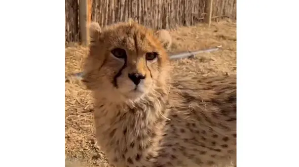 فیلم پیروز یوزپلنگ کوچولوی ایرانی اولین بار در قفس ! / غم بزرگش از زندانی بودن !