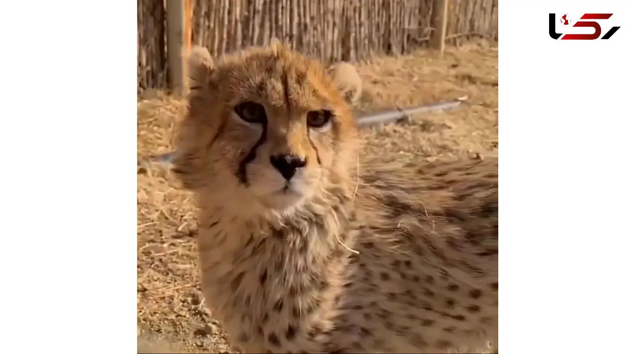 فیلم پیروز یوزپلنگ کوچولوی ایرانی اولین بار در قفس ! / غم بزرگش از زندانی بودن !