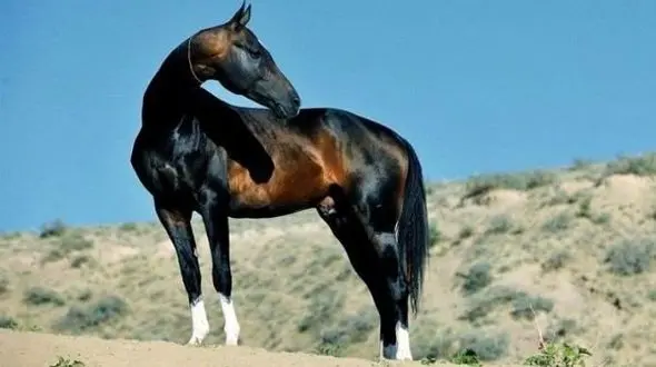 جشنواره ملی زیبایی اسب اصیل ترکمن در بجنورد آغاز شد